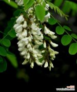 探寻槐花的浪漫与神奇 槐花花语的含义