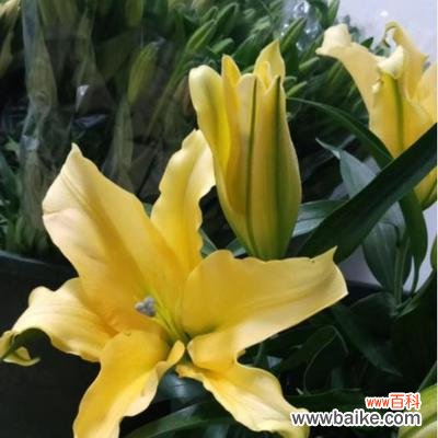 绽放自信的黄百合 黄百合花语