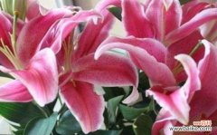 黄百合花的美丽与纯洁 黄百合花的寓意与象征