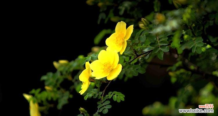 揭示黄刺玫花语的神秘密码 黄刺玫花语的深意