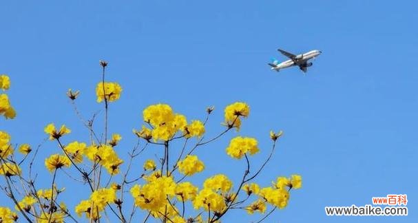 探索黄风铃花的花语 黄风铃花的花语