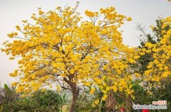 寓意深远的黄花风铃木 黄花风铃木