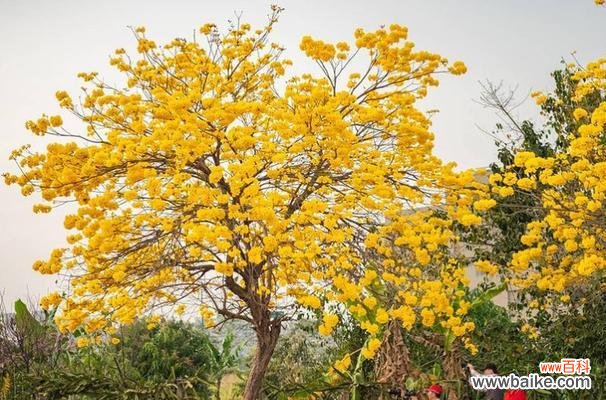寓意深远的黄花风铃木 黄花风铃木