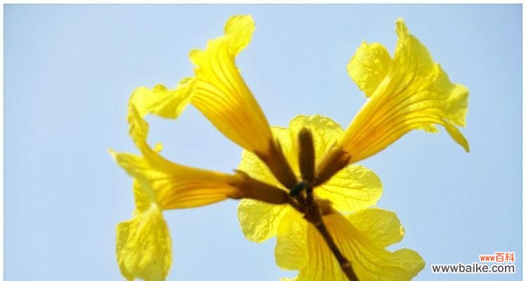 探秘黄花风铃木的神秘语言 黄花风铃木的花语与含义