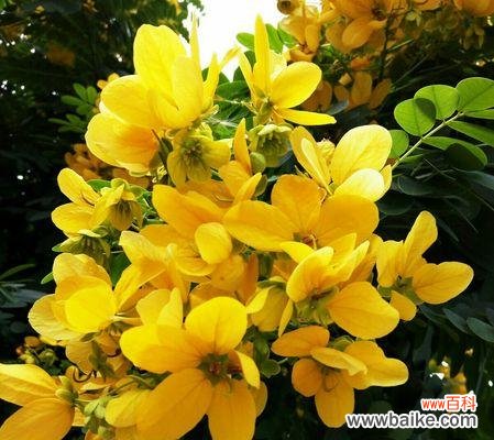 探索黄花槐的独特寓意与魅力 黄花槐的象征意义及美丽之魅力