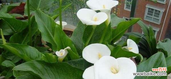 揭示自我成长与美丽的马蹄莲 黄花马蹄莲的寓意与象征意义