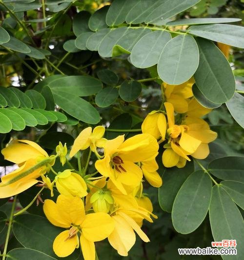 探寻黄槐树的文化内涵及其启示 黄槐树的寓意与启示