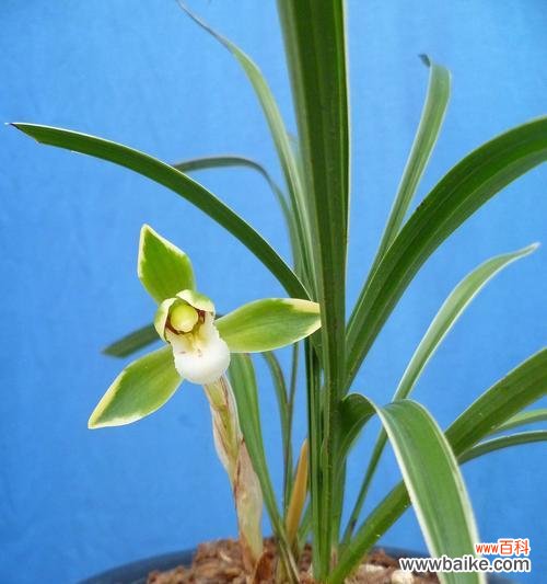 探索兰花之美,揭示人物的内在之美 以兰花象征着的人物品质和价值观