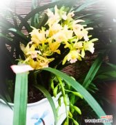 探寻兰花的秘密之美 兰花的花语和象征意义