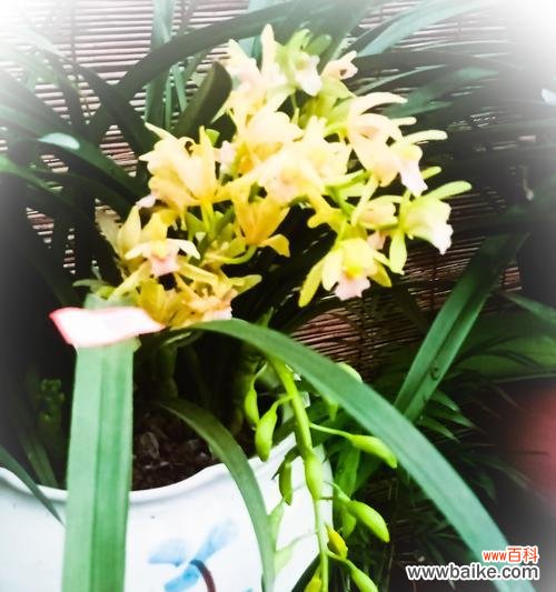 探寻兰花的秘密之美 兰花的花语和象征意义