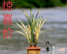 探讨矮化兰花的培育价值及应用前景 兰花矮品种的意义及特点