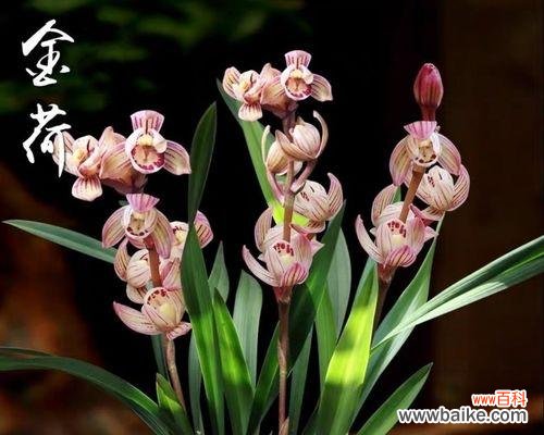 探讨矮化兰花的培育价值及应用前景 兰花矮品种的意义及特点