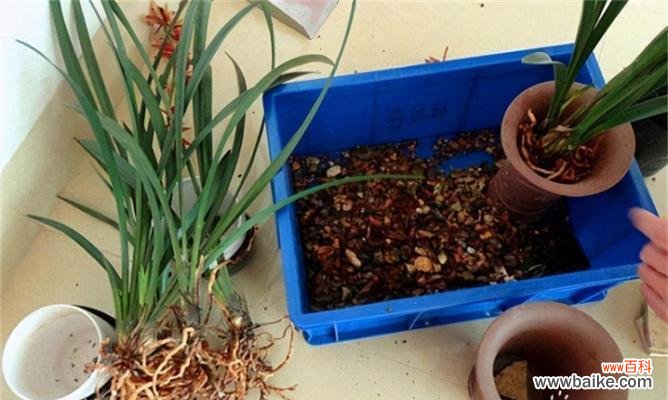 探索兰花复壮的意义与方法 兰花复壮，焕发新生