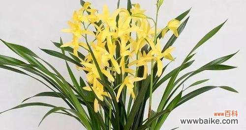 一朵花的意义,一种生活态度 兰花的寓意象征与原因——美丽、高贵与坚韧