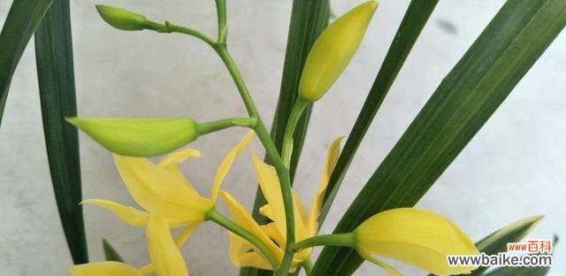 一朵花的意义,一种生活态度 兰花的寓意象征与原因——美丽、高贵与坚韧