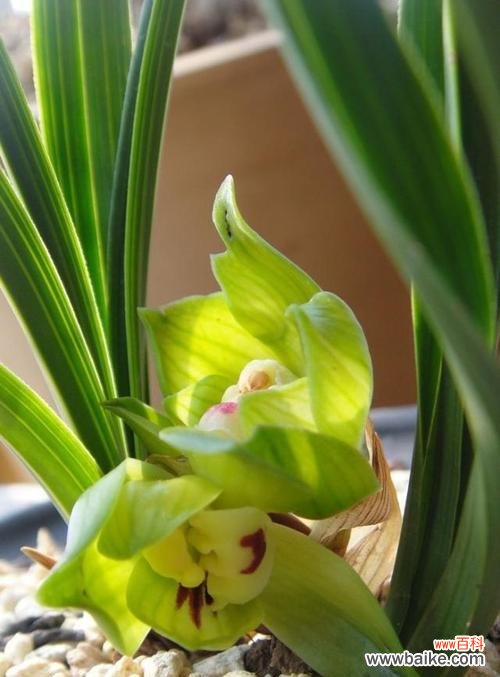 探寻兰花赠送的深层含义 兰花送人的寓意是什么