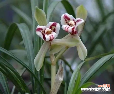 探寻兰花赠送的深层含义 兰花送人的寓意是什么