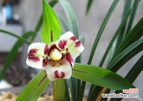 探寻兰花气根的形成原因与功能 揭秘兰花气根的奇妙之处