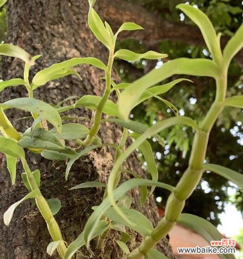 探寻兰花气根的形成原因与功能 揭秘兰花气根的奇妙之处