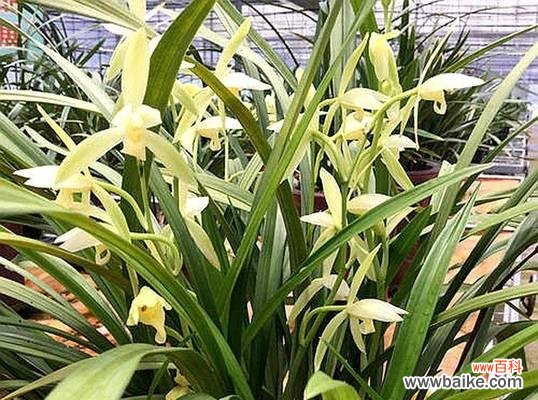 探究兰花盛开的文化内涵 兰花开花的象征意义