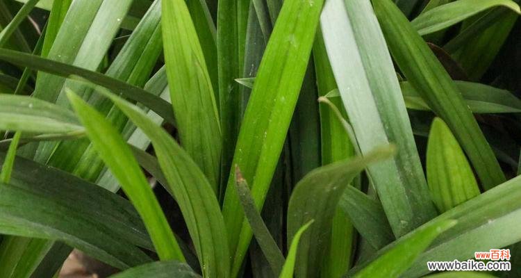 以兰花语的含义及其在生活中的应用 以兰花语传递爱与美的力量