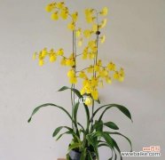 以兰花语的含义及其在生活中的应用 以兰花语传递爱与美的力量