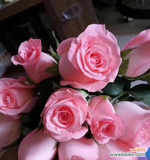 冷美人玫瑰的花语及象征意义解析 冷美人玫瑰的花语