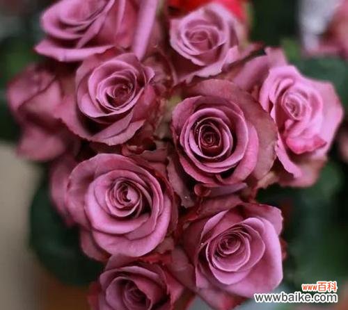 冷美人玫瑰的花语及象征意义解析 冷美人玫瑰的花语