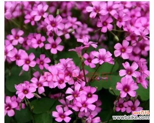 兰花中的幸运标志与祝福 探寻兰花中的三叶草之意