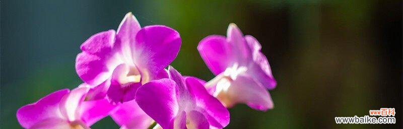 探寻兰花的美丽与意义 兰花的寓意与花语