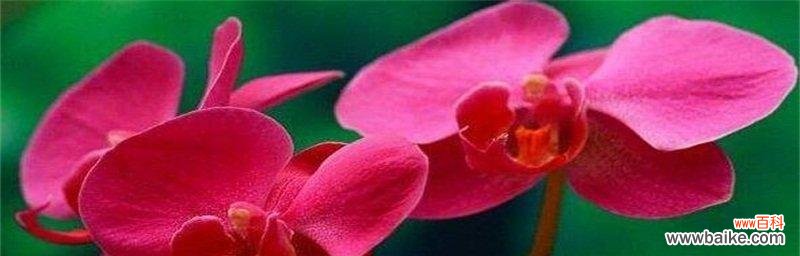 探寻兰花的美丽与意义 兰花的寓意与花语