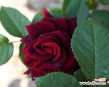 用流星雨月季花花语传递爱的寓意，珍惜每个相遇与相守的瞬间 流星雨月季花花语——演绎爱