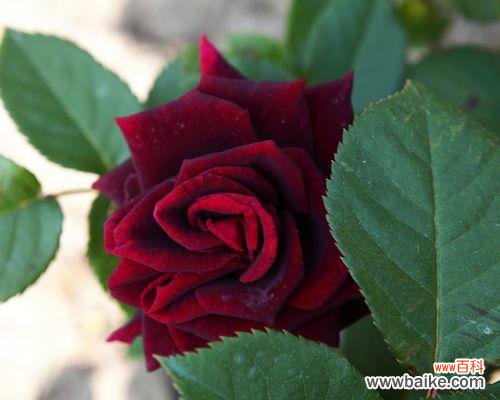 用流星雨月季花花语传递爱的寓意,珍惜每个相遇与相守的瞬间 流星雨月季花花语——演绎爱情的浪漫与坚持