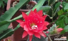 寄情水上，诉不尽的情愫 令箭荷花的花语