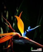 传承千年的兰花文化 鹤望兰花，花开盛景