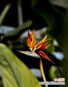 荷塘小屋中的清新与期待 以鹤望兰——慢慢盼望的美好