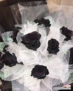 探究黑玫瑰花语的秘密 黑玫瑰花语的深意