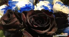 揭示黑玫瑰花语所蕴含的意义和象征 黑玫瑰花语的深刻内涵