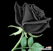 黑玫瑰花语的适用对象及其——谢意 以黑玫瑰花语传达心意，给予特别的人特别的关怀