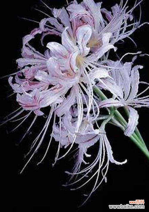 唤醒内心深处的神秘和力量 黑色彼岸花花语