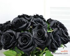 探寻黑色玫瑰的意义与象征 黑色玫瑰的深情花语