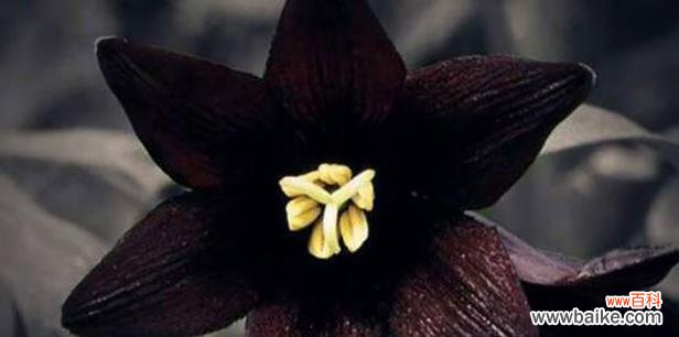 探寻黑色桔梗花的神秘魅力 黑色桔梗花语