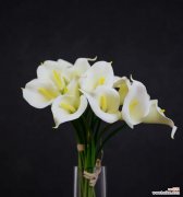 宁静花海中的生命故事 黑色马蹄莲