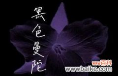揭开黑色曼陀罗花的象征之谜 黑色曼陀罗花的神秘寓意