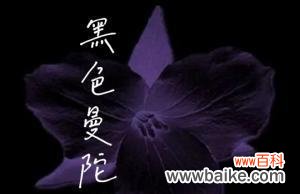 揭开黑色曼陀罗花的象征之谜 黑色曼陀罗花的神秘寓意