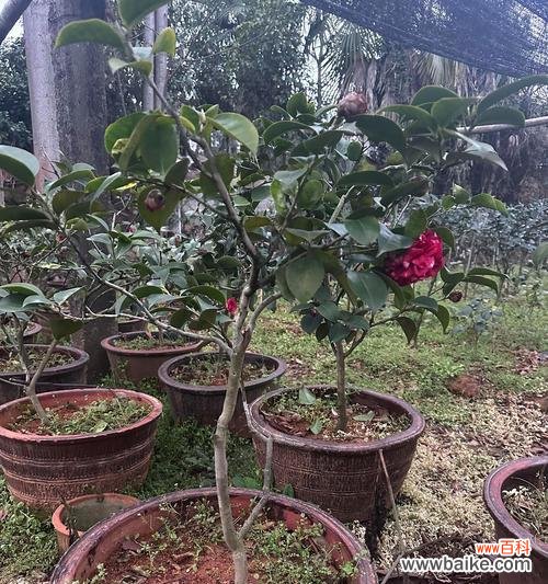 盛鼎花语礼花代表什么含义?