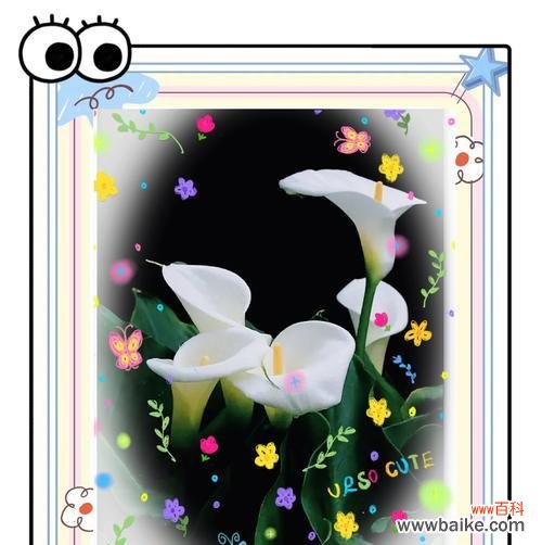 马蹄莲的花语和寓意是什么?