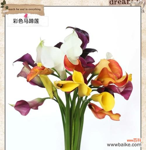 马蹄莲的花语和寓意是什么?