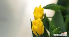 金色的郁金香的花语是什么？金色郁金香象征着什么？