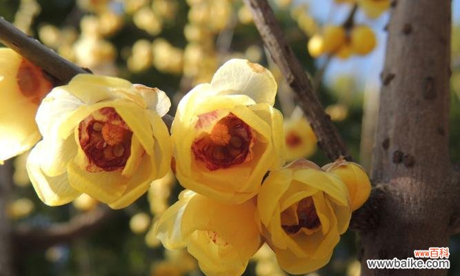 早安的腊梅花语是什么呢?腊梅花语有哪些特别之处?